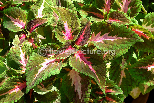 rex begonia merry christmas