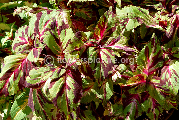 rex begonia shirley