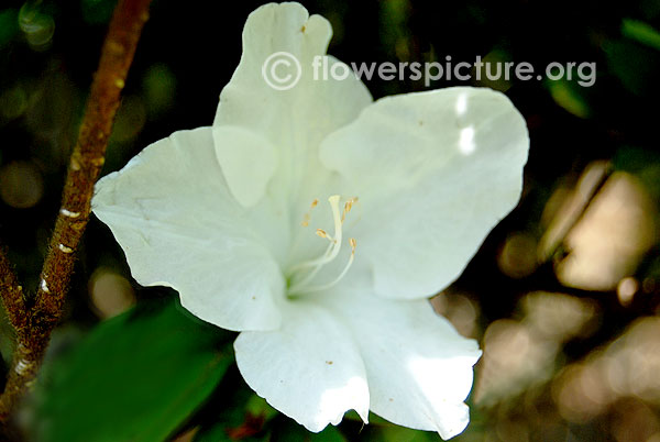 rhododendron arboreum laligurans