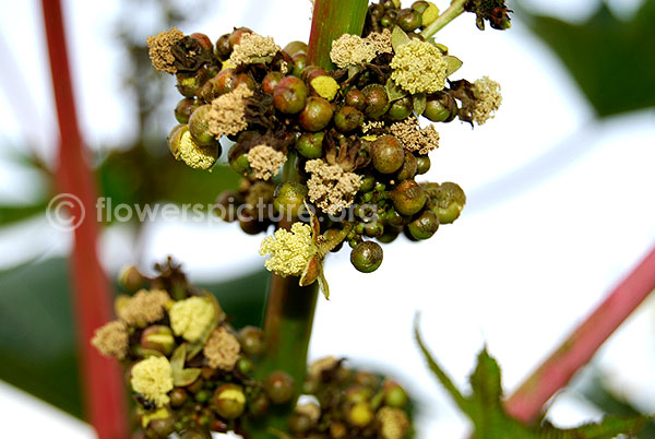 Ricinus communis