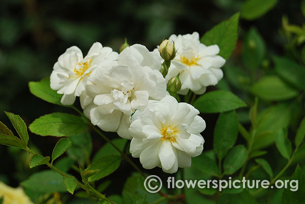 rosa moschata