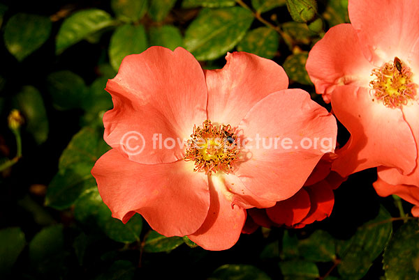 rosa rubiginosa pink