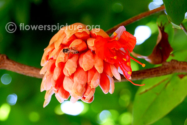 Rose of venezuela buds