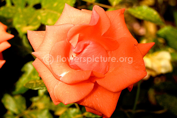 rose atomic tangerine