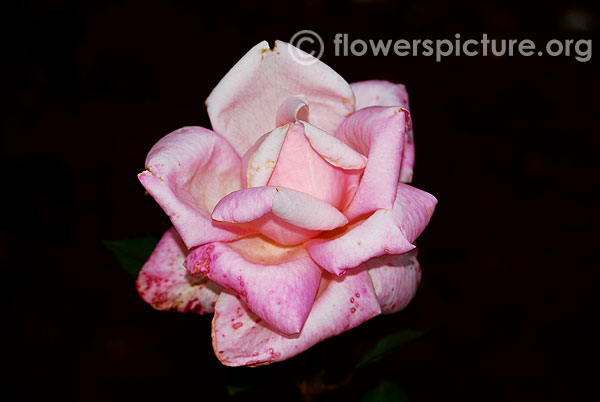 rose baby pink may2010 kodaikanal