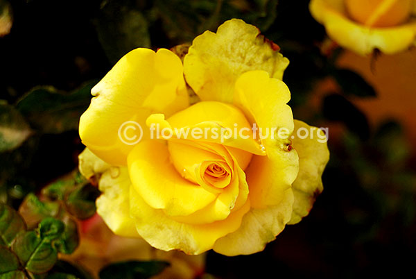 rose banana yellow