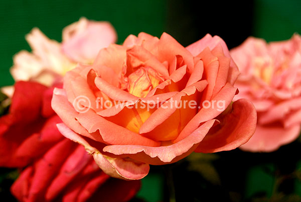 rose brink pink yellow bicolour