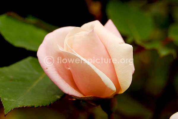 rose bud beige may2010 kodaikanal