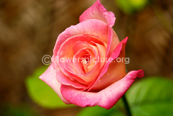 rose bud pink white may2010 kdm