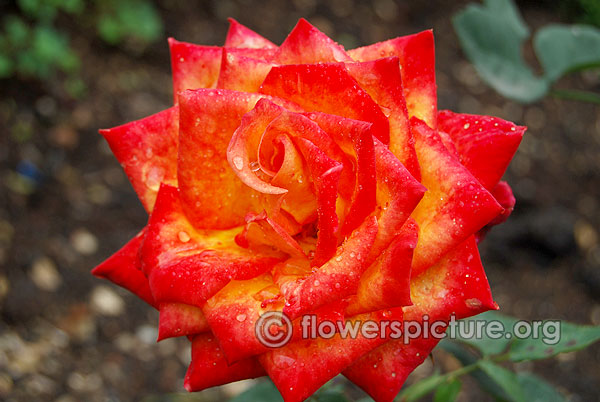 rose debian red