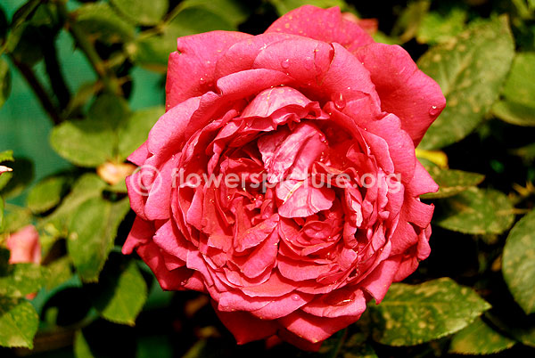 rose deep cerise