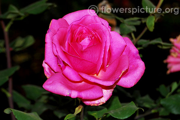 Rose magenta