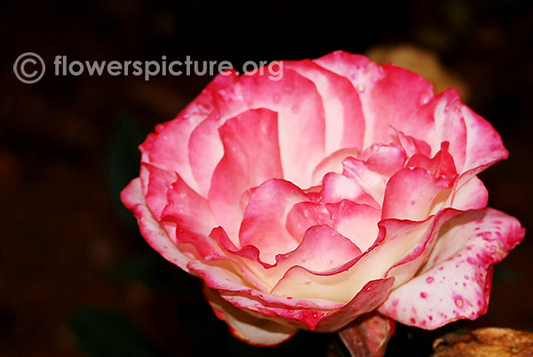 rose pink white fantasy may 2010 kodaikanal