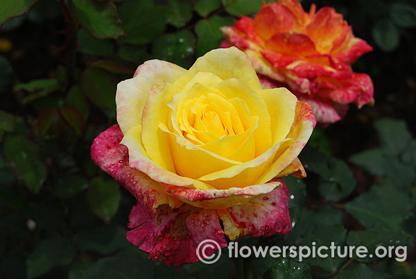 rose yellow pink