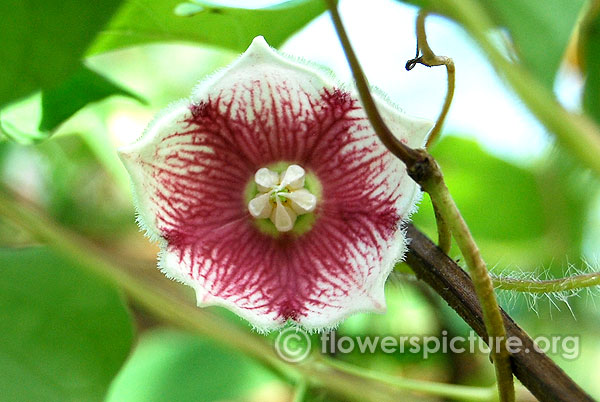 Rosy milkweed vine