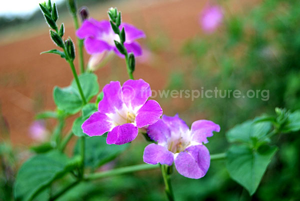 Ruellia humilis