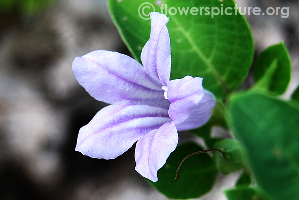 Ruellia prostrata