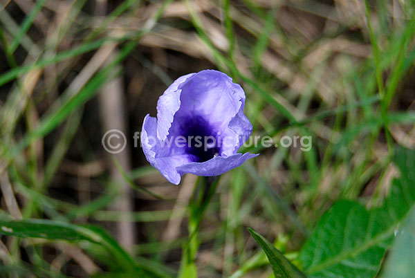 ruellia angustifolia