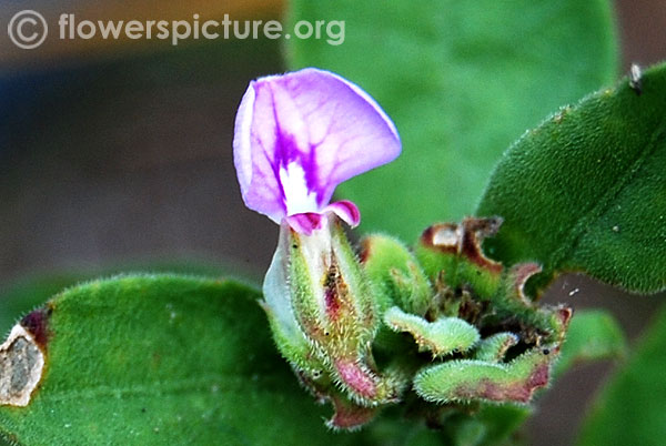 Rungia parviflora