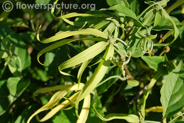 Sahyadri ylang ylang