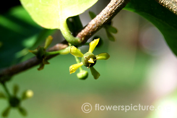 Salacia chinensis