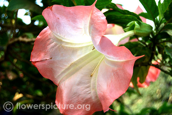 Salmon angel's trumpet