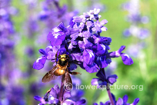 salvia farinacea