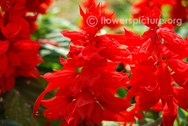 Salvia splendens