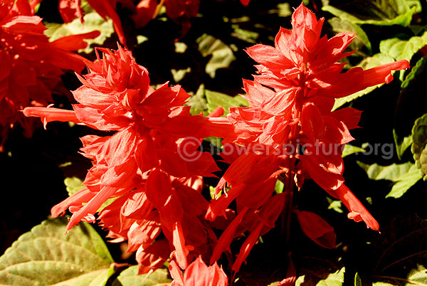 salvia splendens red