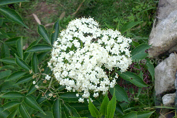 sambucus canadensis