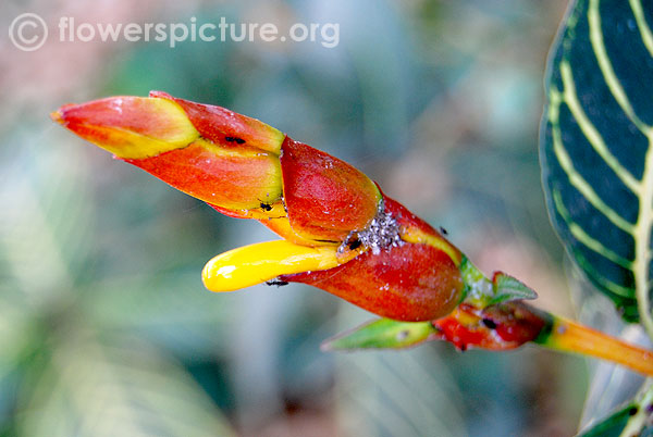 Sanchezia speciosa