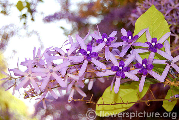 Sandpaper vine