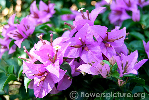 Santa rita flower