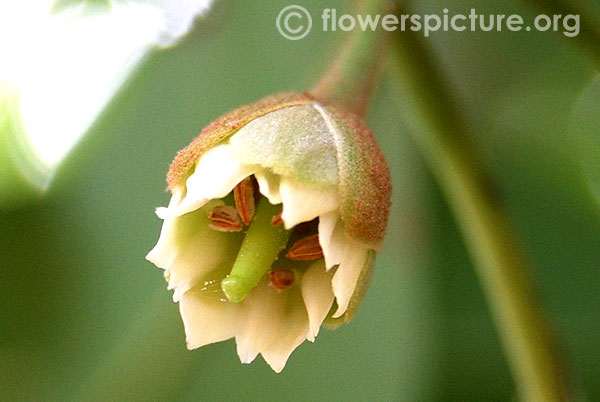 Sapodilla flower