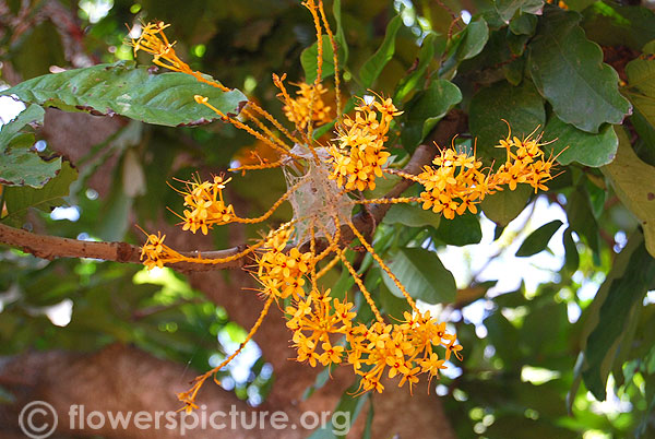 Saraca taipingensis