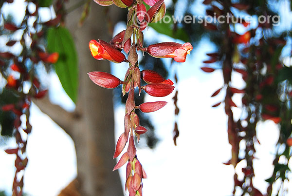 Scarlet clock vine