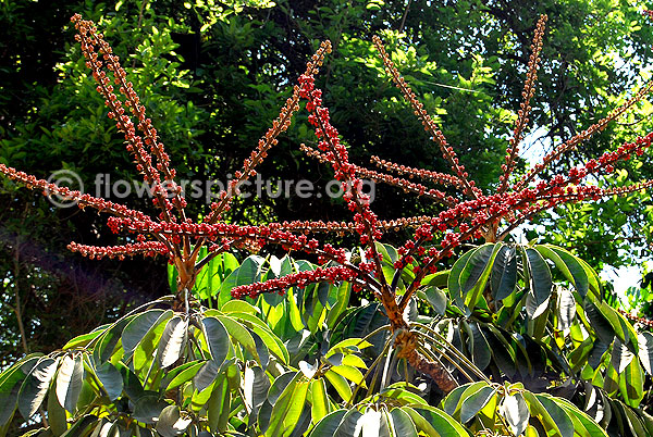 Schefflera actinophylla