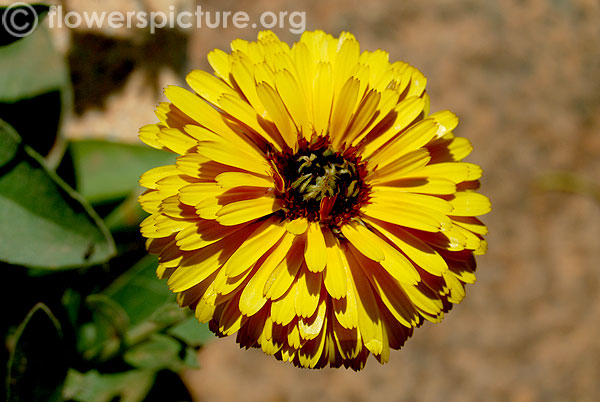 Scottish marigold