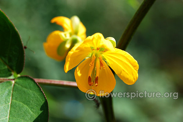 Senna occidentalis