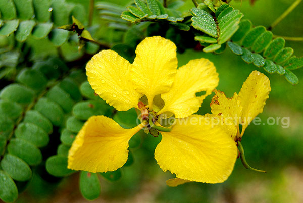 senna multiglandulosa