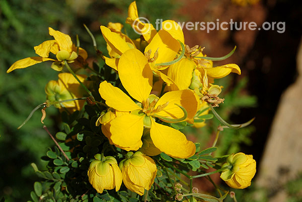 Senna surattensis