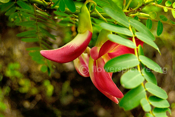 sesbania grandiflora