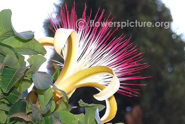 Shaving brush tree