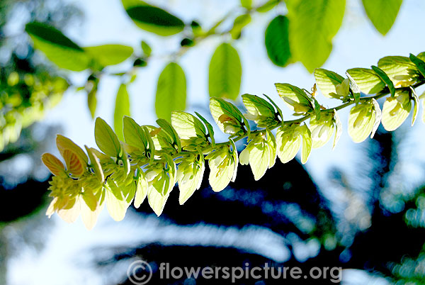 Showy desmodium