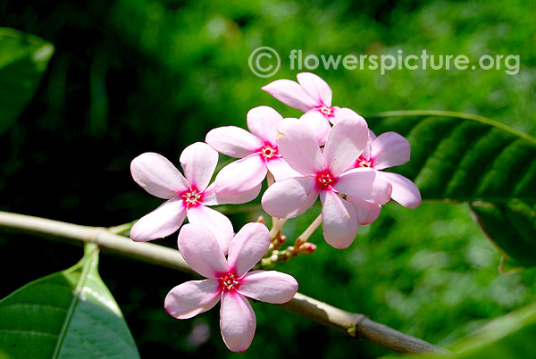 Shrub vinca