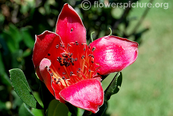 Silk cotton tree flower