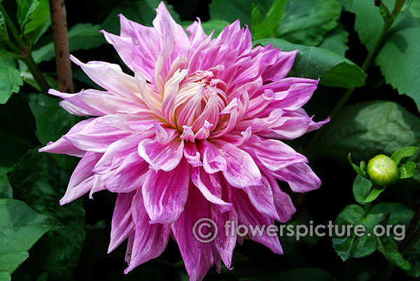 Sir alf ramsey dahlia