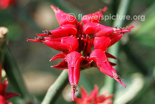 Slipper spurge