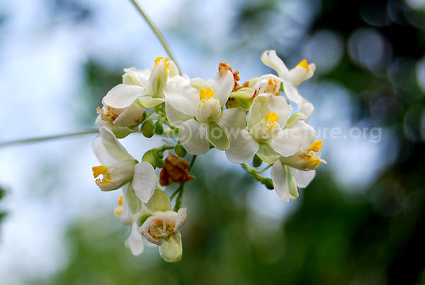 Small balloon vine