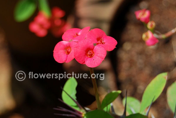 Small euphorbia milii